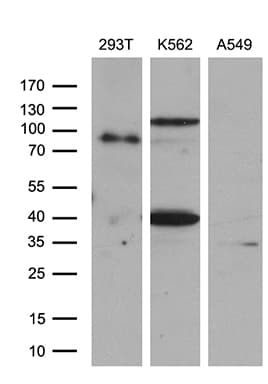 SETD8 / SET8 Antibody (clone OTI2H5, Carrier-free)