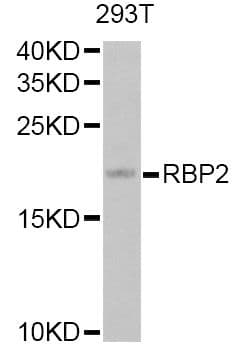 RBP2 / CRBPII Antibody