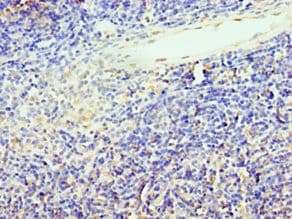 TCF12 / HEB Antibody (aa443-682)