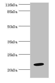 NME6 Antibody
