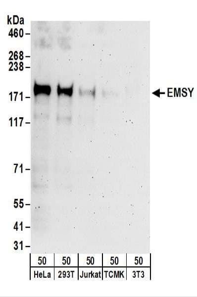 C11orf30 / EMSY Antibody (aa1250-C-term)
