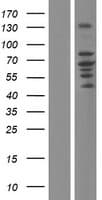 ZDHHC5 Protein (Over-Expression Lysate Myc-DDK (Flag))