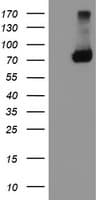 TRAP1 / HSP75 Antibody (clone OTI1A1)