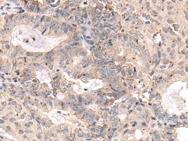 MEDAG Antibody