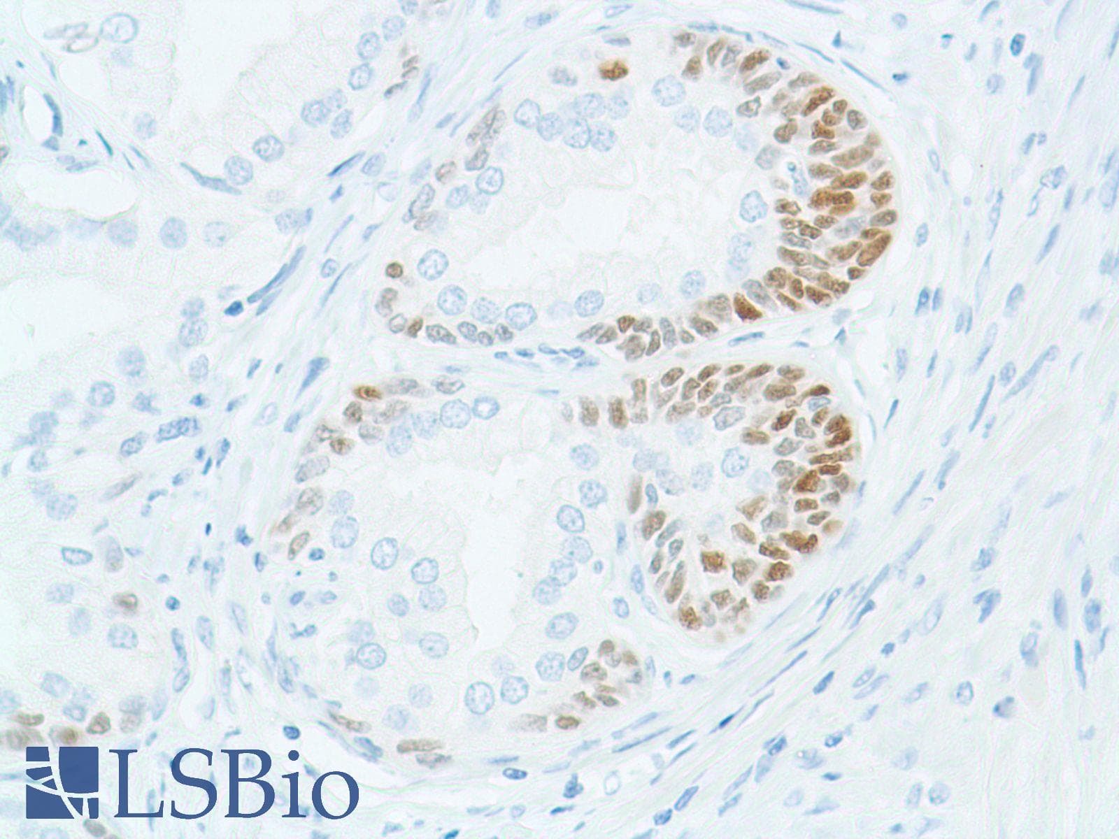 SOX2 Antibody (N-Terminus, clone SP76)