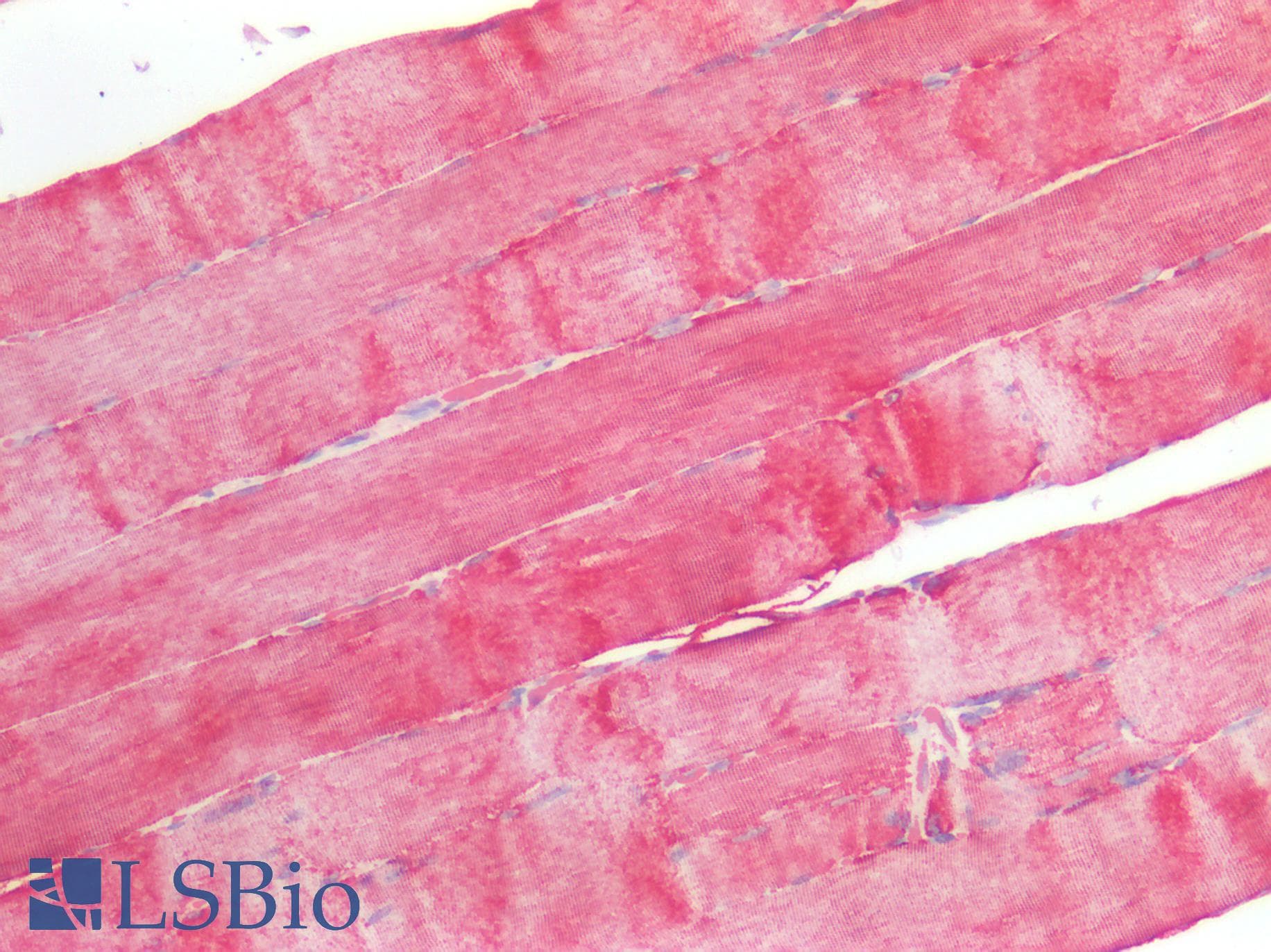 IHC-plus™ ATG16L1 / ATG16L Antibody