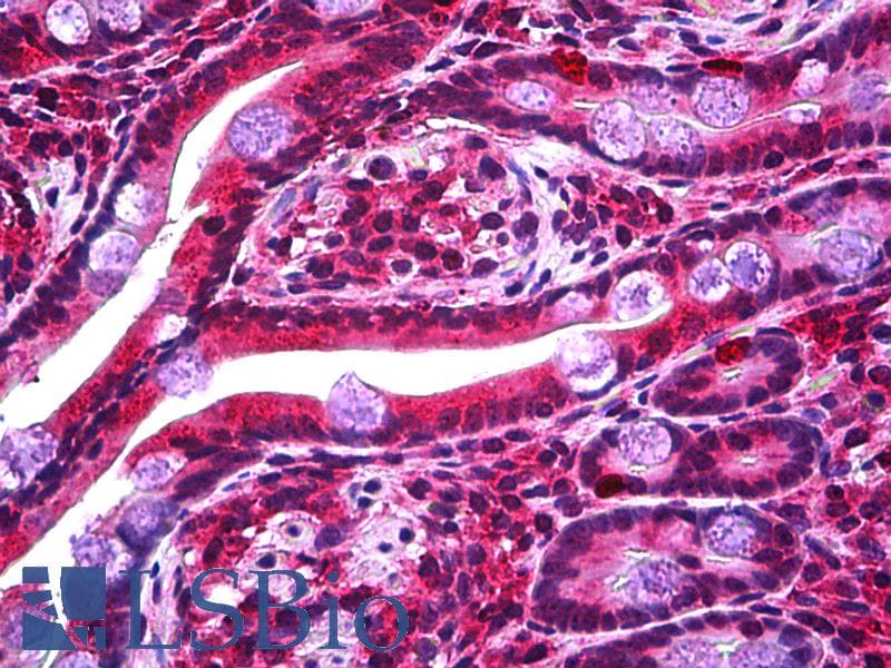 IHC-plus™ STOX2 Antibody