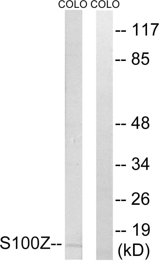 S100Z Antibody