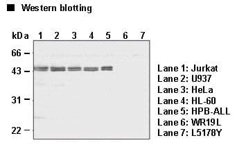 CASP8 / Caspase 8 Antibody (clone 5D3)