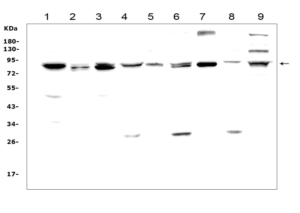 MAD1L1 / MAD1 Antibody (aa362-632)