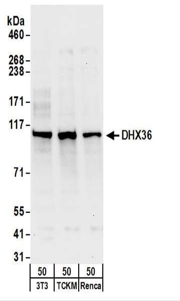 DHX36 Antibody (aa950-C-term)