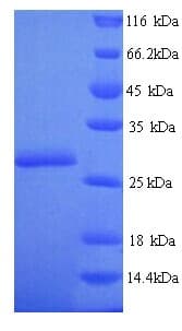 E. coli nfsA Protein (Recombinant His)