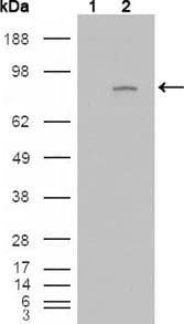 IHC-plus™ FGFR4 Antibody (clone 4H2B10B2)