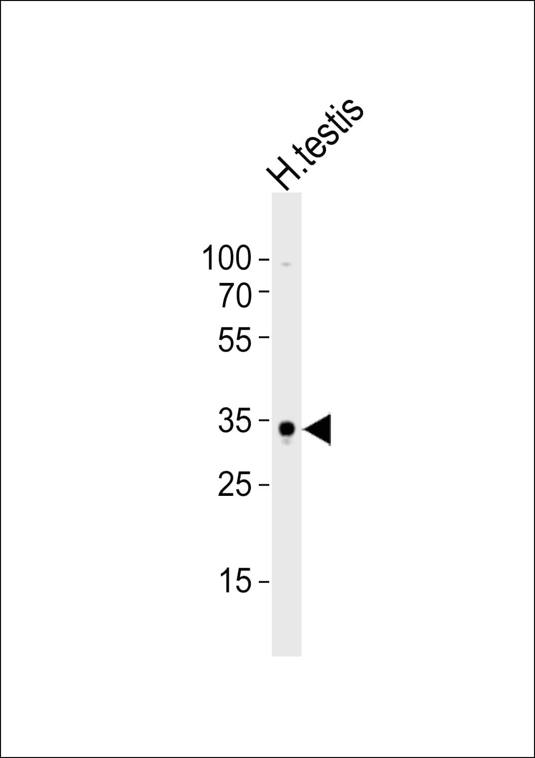 SOX15 Antibody (aa152-165)