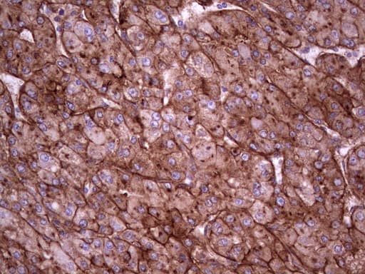 APOE / Apolipoprotein E Antibody (clone OTI1E6)