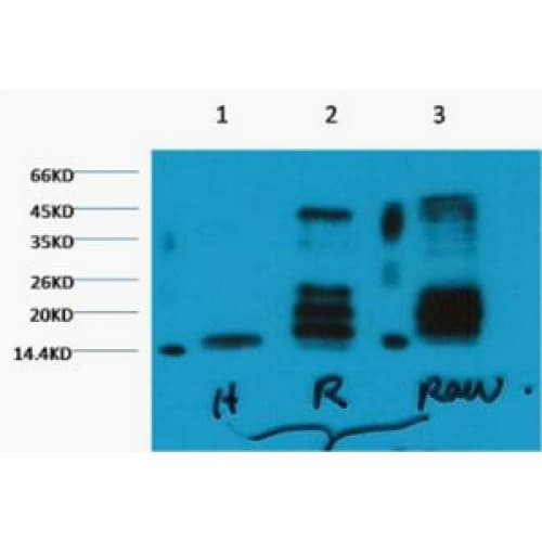 Histone H3 Antibody (clone 1A8)