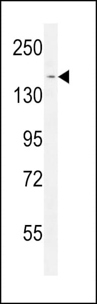 PPRC1 Antibody (aa1636-1664)