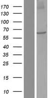 NDOR1 Protein (Over-Expression Lysate Myc-DDK (Flag))