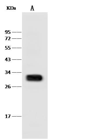 HAAO Antibody (Preservative Free)