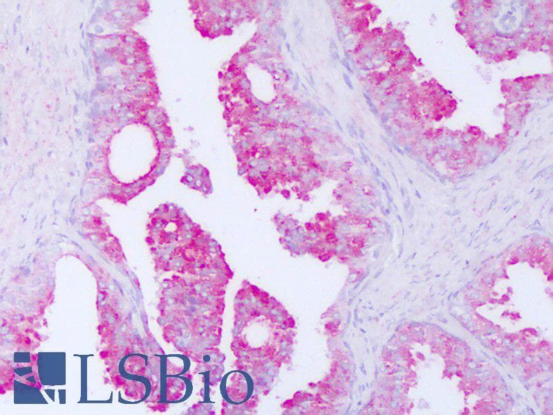 CRISP3 Antibody (aa69-118)