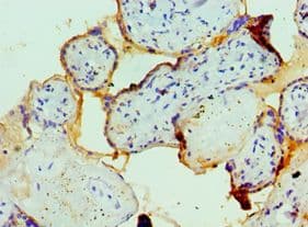 FCMR / FAIM3 Antibody (aa18-251)