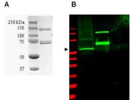 IHC-plus™ SAE1 Antibody