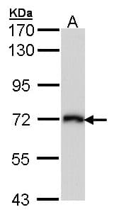 IHC-plus™ SLC3A2 / CD98 Heavy Chain Antibody (aa89-433)
