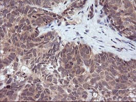 RASSF8 Antibody (clone OTI1A1)