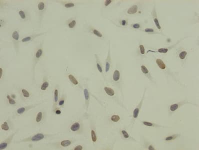 HIST1H3A Antibody