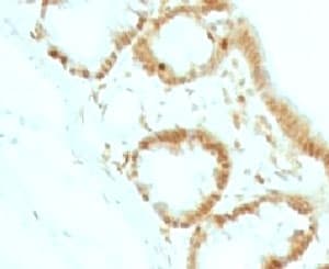 CDKN1B / p27 Kip1 Antibody (clone KIP27-1, Ready-to-Use)