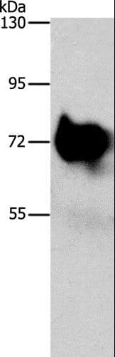 SYN1 / Synapsin 1 Antibody