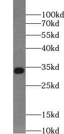 MYD88 Antibody