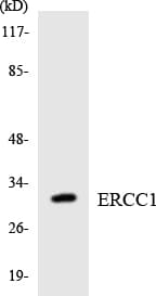 ERCC1 Antibody (aa122-171)