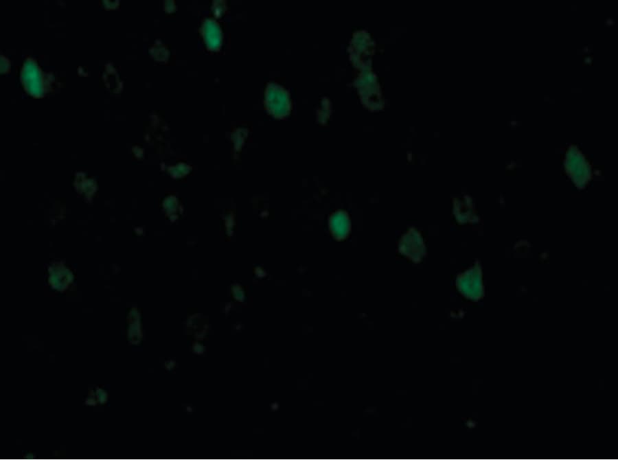 IHC-plus™ Adiponectin Antibody