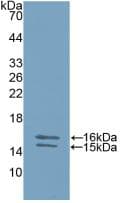 IL23 Antibody (aa20-189)