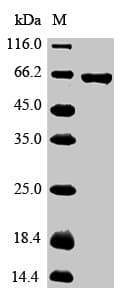 Chimpanzee GPC3 / Glypican 3 Protein (Recombinant 6His, N-terminus)
