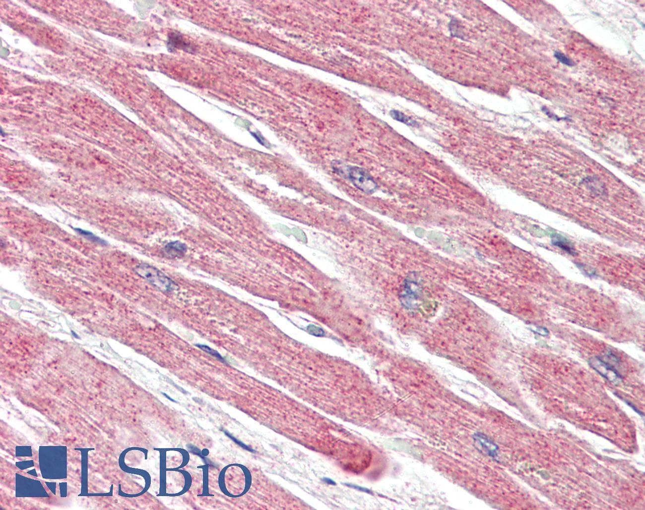 PathPlus™ BECN1 / Beclin-1 Antibody
