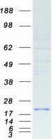 Human SEC11C Protein (Recombinant Myc-DDK (Flag))