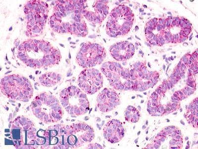 PathPlus™ GPR52 Antibody (N-Terminus)