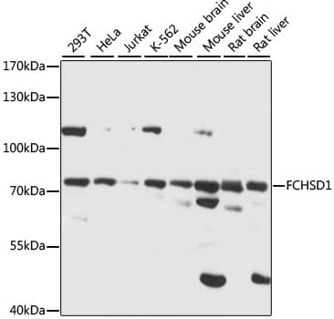 FCHSD1 Antibody