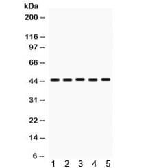 Polyclonal Rabbit anti-Human BMP4 Antibody (WB)