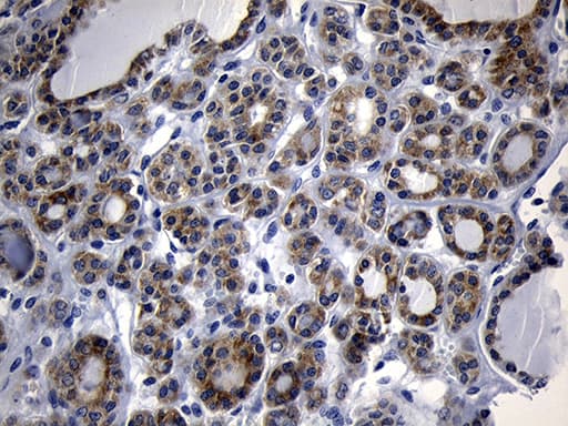 Monoclonal Mouse anti-Human NAT1 / AAC1 Antibody (clone OTI1G1, Carrier-free, IHC, WB)