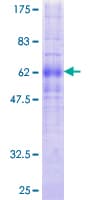 Human PRLHR / GPR10 Protein (Recombinant GST)