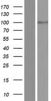 ATP6V0A4 Protein (Over-Expression Lysate Myc-DDK (Flag))
