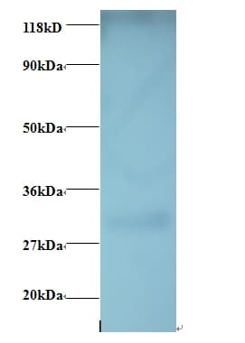 GPR161 Antibody (FITC)