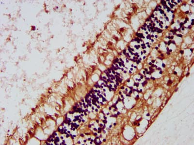 MIP / AQP0 / Aquaporin 0 Antibody