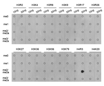 Polyclonal Rabbit anti-Human Histone H4 Antibody (Asym-Di-Methyl-Arg3, IHC, IF, WB)