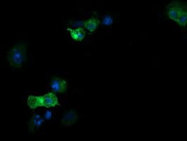 RNF39 Antibody (clone OTI5F5)