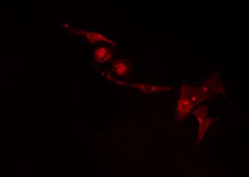 CDKL2 Antibody