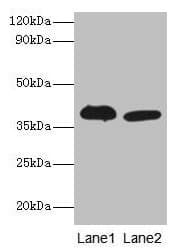 Polyclonal Rabbit anti-Mouse ADH5 Antibody (WB)
